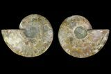 Agatized Ammonite Fossil - Madagascar #135282-1